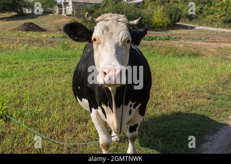 Nice portrait of cute black and white cow standing chained on autumnal pasture in Ukraine and looking with interest Stock Photo