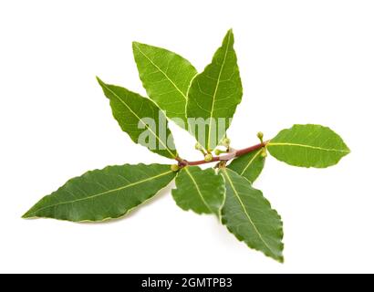 Laurel branch with berries and leaves isolated on white background Stock Photo
