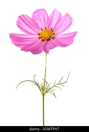 Pink garden cosmos flower isolated on white Stock Photo