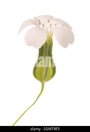 Cow Cockle (Vaccaria hispanica)isolated on white background Stock Photo