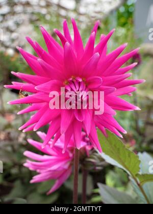 Radley, Oxfordshire, England - 23 July 2019;   Dahlias put on a fine show in our garden, in Radley Village Oxfordshire, in July and August. Dahlia are Stock Photo