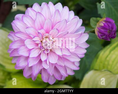 Radley, Oxfordshire, England - 13 July 2019     Dahlias put on a fine show in our garden, in Radley Village Oxfordshire, in late August. Dahlias are a Stock Photo