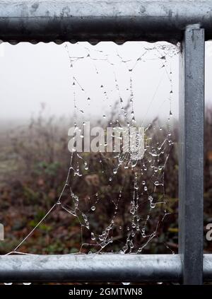 Radley Village,Oxfordshire,  England - 27 November 2020;   No people in shot.  You have to be up nice and early to get this shot- early morning spider Stock Photo