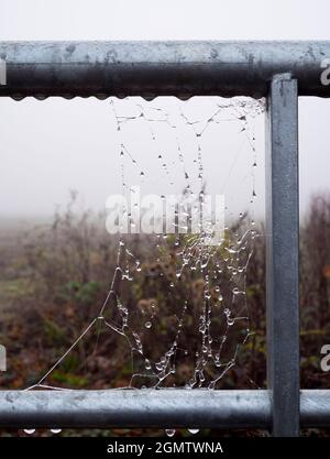 Radley Village,Oxfordshire,  England - 27 November 2020;   No people in shot.  You have to be up nice and early to get this shot- early morning spider Stock Photo