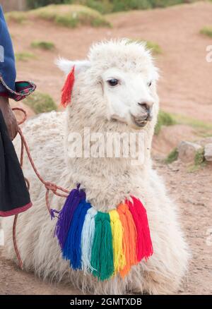 Cuzco, Peru - 11 May 2018   South America is home to several types of camelid; these are basically camel - relatives that weren't designed by committe Stock Photo