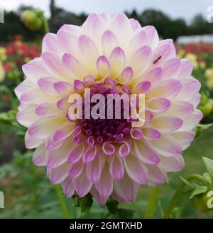 Beautiful Dark Pink Dahlia with White Edges Stock Photo - Alamy