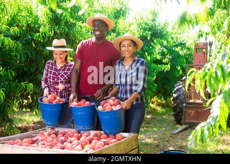 Happy farmers posing with harvest of ripe peaches in the orchard Stock Photo