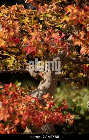 A bonsai tree of the Sweetgum formosana Hance species, with autumn leaves, grows in miniature in a botanical garden in Madrid Stock Photo