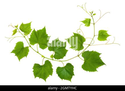 Fresh branch of grape vine tendrils and leaves on white background Stock Photo
