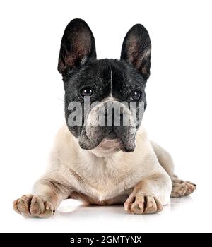 french bulldog in front of white background Stock Photo