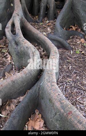 Auckland, New Zealand - 26 May 2012. This Ficus (Fig) tree  is a long way from home. Native originally to the Mediterranean and West Asia, this exampl Stock Photo