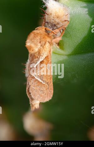 Orange Swift Moth - Hepialus sylvina roosting on cactus Stock Photo