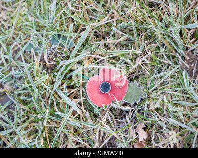 Abingdon, England - 14 December 2018   In the UK, the poppy is a powerful symbol of the dead soldiers of two world wars. Around our Remembrance Day (1 Stock Photo