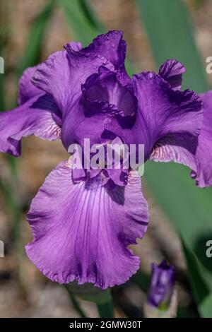 Purple bearded iris Stock Photo