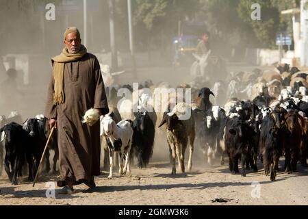 Saqqara, Egypt - 7 December 2012; two men in shot. It appears that goats have precedence over any other forms of transport on Egyptian roads. Tourist Stock Photo