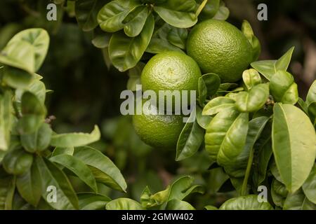 Citrus reticulata tree, full of fruits, tangerines, still small, with green leaves, at the end of summer in an orchard near Madrid Stock Photo