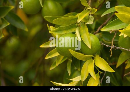 Citrus aurantifolia tree, full of fruits, limes, still small and very green, at the end of summer in an orchard near Madrid Stock Photo