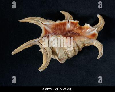 08 27 2021Giant Harpago sp. sea spider conch shell on the black background Studio shot Kalyan Maharashtra India Stock Photo