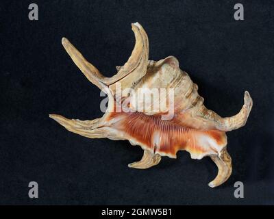 08 27 2021Giant Harpago sp. sea spider conch shell on the black background Studio shot Kalyan Maharashtra India Stock Photo