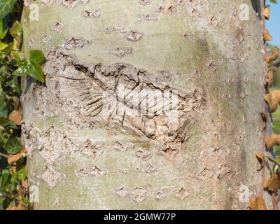 Radley Village, Oxfordshire, England - 2 May 2021; no people in view.     You can find abstract beauty or interesting shapes just about anywhere, if y Stock Photo