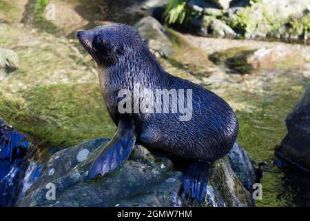 Oamaru, New Zealand - 17 May 2012. This happy and safe juvenile seal, with many others, can be seen in birthing grounds close to Oamaru, on New Zealan Stock Photo