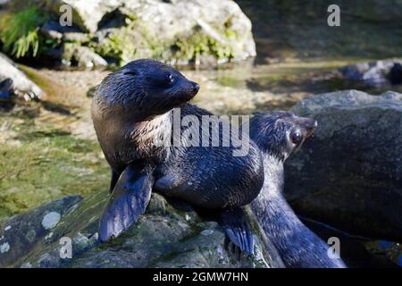 Oamaru, New Zealand - 17 May 2012. This happy and safe juvenile seal, with many others, can be seen in birthing grounds close to Oamaru, on New Zealan Stock Photo