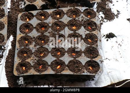 Birds eye chili on germination tray ready to be grown into plants Stock Photo