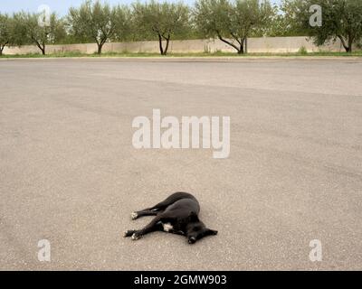Catania, Sicily, Italy - 22 September 2019;  a lonely black dog sleeps in an eerily empty motorway garage car park in Sicily. There's not a lot more t Stock Photo