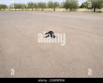 Catania, Sicily, Italy - 22 September 2019;  a lonely black dog sleeps in an eerily empty motorway garage car park in Sicily. There's not a lot more t Stock Photo