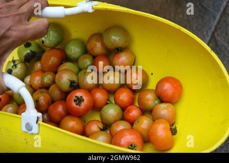 After harvest basket is filled with red and green tomatoes Stock Photo