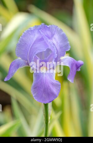 Iris pallida 'Variegata Aurea