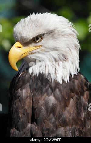 Ketchikan, Alaska USA - 26 May 2010; Magnificent raptor and fitting national emblem. Is there a more charismatic bird? Seen in Ketchikan, Alaska. Stock Photo