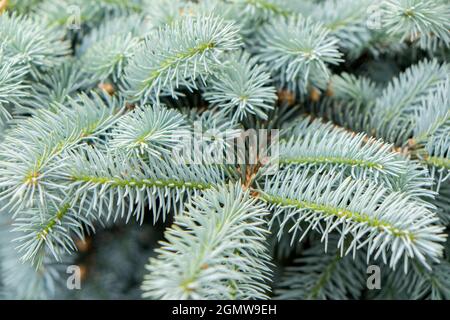 Blue Spruce branches, USA Stock Photo
