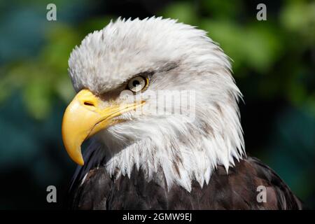 Ketchikan, Alaska USA - 26 May 2010; Magnificent raptor and fitting national emblem. Is there a more charismatic bird? Seen in Ketchikan, Alaska. Stock Photo