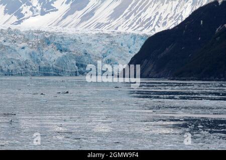 Hubbard Glacier is located in eastern Alaska and part of Yukon, Canada, and named after Gardiner Hubbard. It is a favoured view for all sightseeing cr Stock Photo