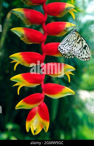 Penang, Malaysia - April 2000; A butterfly and vivid Heliconia (lobster's claw)plant seen on the beautiful tropical island off Penang, just off the co Stock Photo