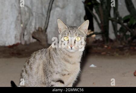 Close-up of A pet tabby cat looks at the camera in the courtyard of the house Stock Photo