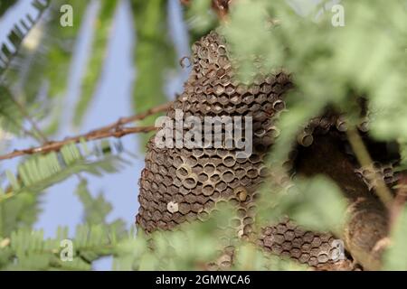 Closeup of An empty nest of a yellow predatory wasp hanging on a tree branch Stock Photo