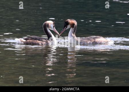 An adult and juvenile Great Crested Grebe (Podiceps cristatus) Stock Photo