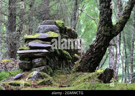 A rustic old dry stone wall (dry stone dyke in Scottish) near Contin in the Scottish Highlands. Stock Photo