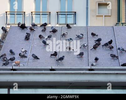 Paris, France -  September 20, 2018 ; no people in view. Paris, home of romance, gastronomy, haute couture, and so much more. Like trillions of pigeon Stock Photo