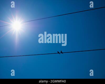 Radley Village, Abingdon, England - 23 July 2018   Seen in my home village of Radley in Oxfordshire, an everyday scene of pigeons, wires and the sun, Stock Photo