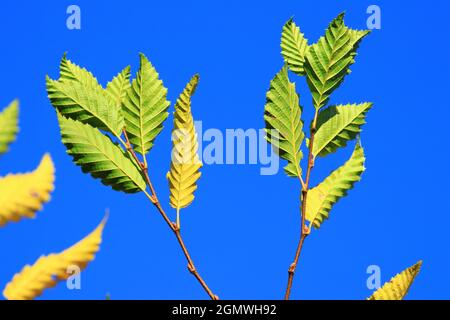 Colorful leaves on tree in fall, clear blue sky in background Stock Photo