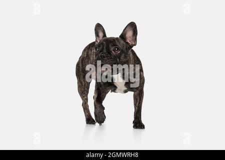 Portrait of cute puppy of French bulldog, purebred dog posing isolated over white background. Concept of pets, domestic animal, health Stock Photo