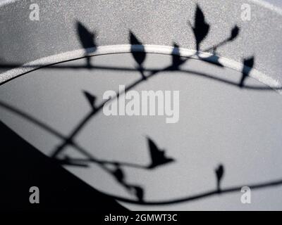 Radley, Oxfordshire, England - 12 April 2021; no people in view. The shadow of a camellia branch and buds makes abstract patterns on a ceramic pot in Stock Photo