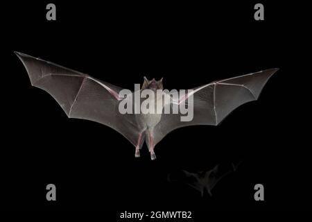 Lesser Long-nosed Bat Stock Photo