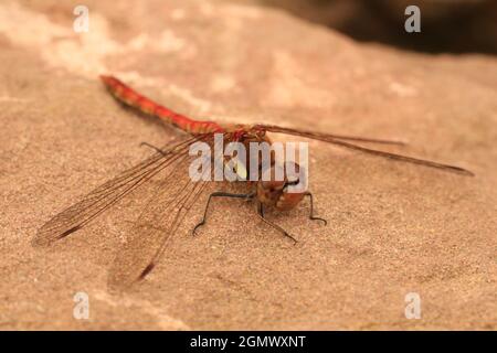 Common Darter Dragonfly sitting on a rock wings spread and head towards camera Stock Photo