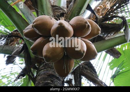 Bunch of Coconuts hanging on the tree Stock Photo