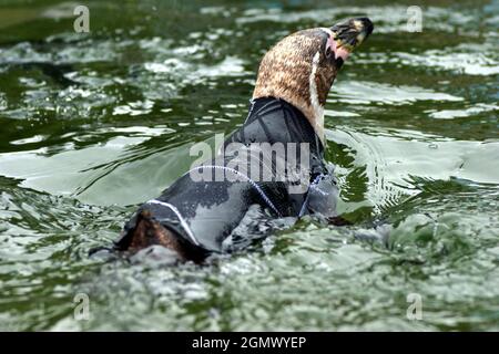 RALPH THE BALD PENGUIN IN HIS DESIGNER WETSUIT AT MARWELL ZOOLOGICAL PARK, WINCHESTER, HANTS PIC MIKE WALKER. 2009 Stock Photo