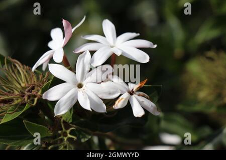 Beautiful bunch of Jasmine blooming in white. Stock Photo